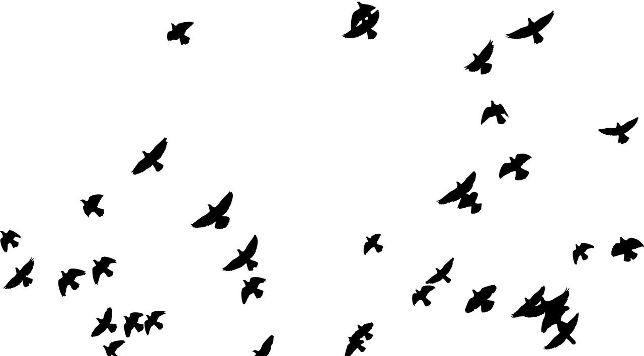 Силуэты птиц в небе